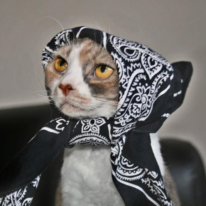 22 cute cats in headscarves