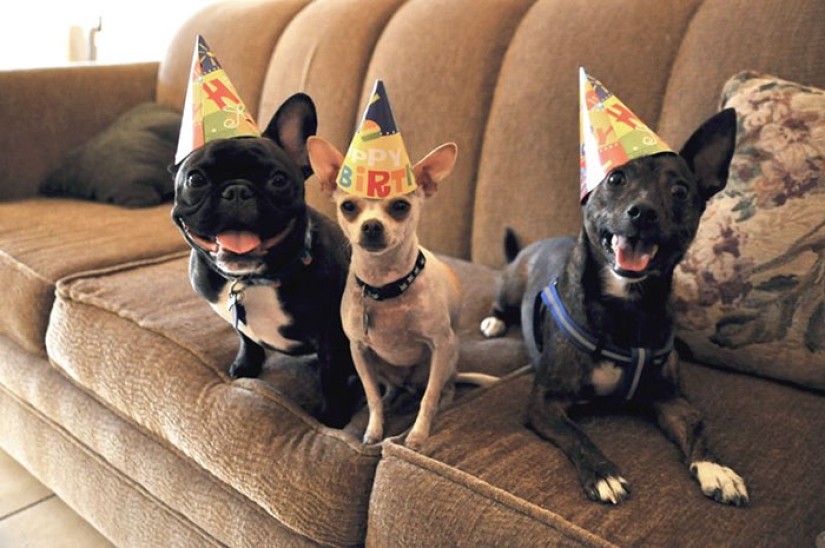 22 cute photos of dogs on their birthday that will amuse you