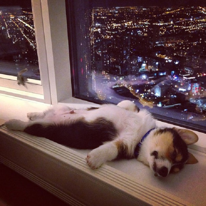 22 dogs that can sleep anywhere, anytime!
