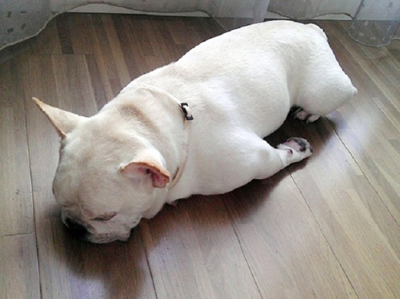 22 dogs that can sleep anywhere, anytime!