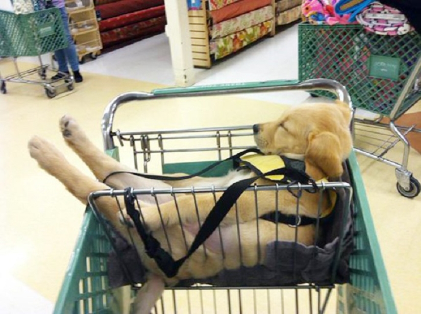 22 dogs that can sleep anywhere, anytime!