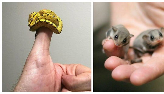 22 fotos de pequeños animales que caben en un dedo