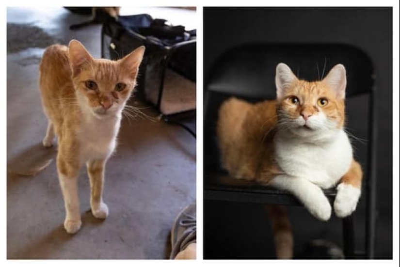 22 fotos reconfortantes de animales antes y después de encontrar su hogar