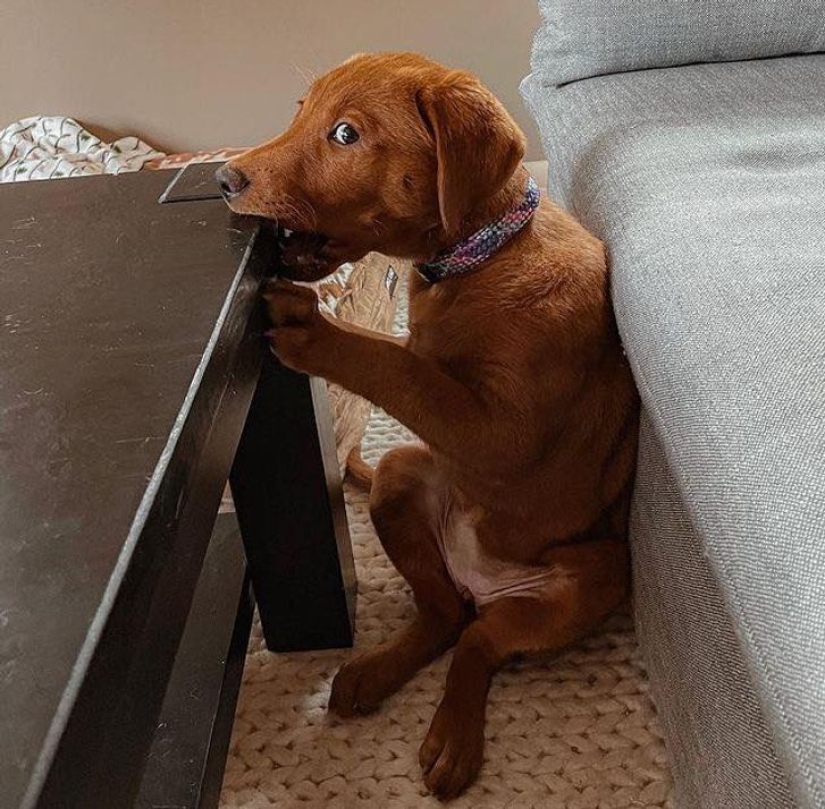 22 funny photos of animals that do whatever they want