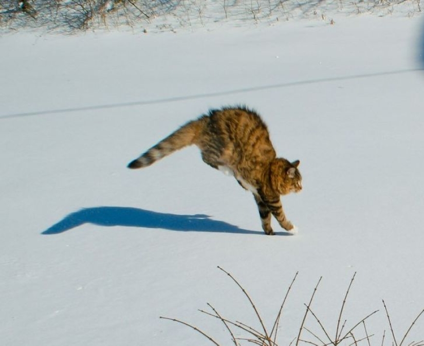 22 funny photos of cats that seem completely unprepared for motherhood