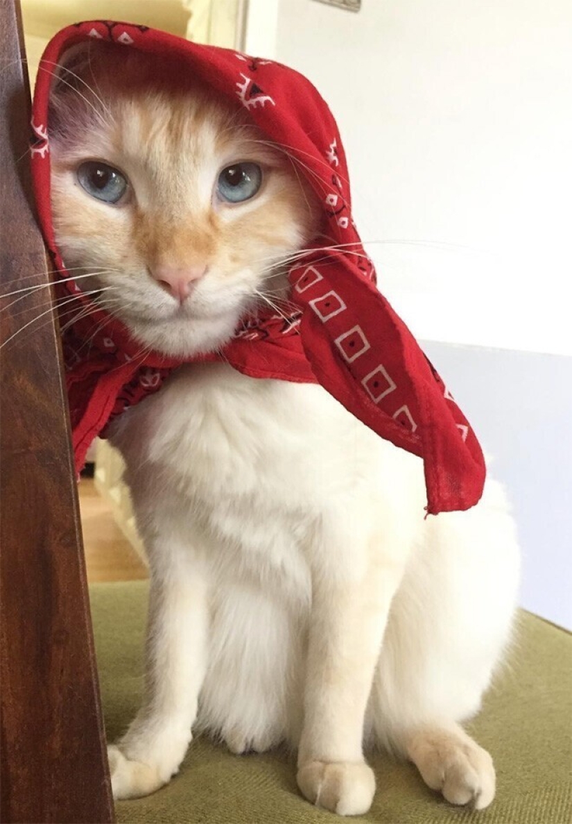 22 gatos lindos en pañuelos de cabeza