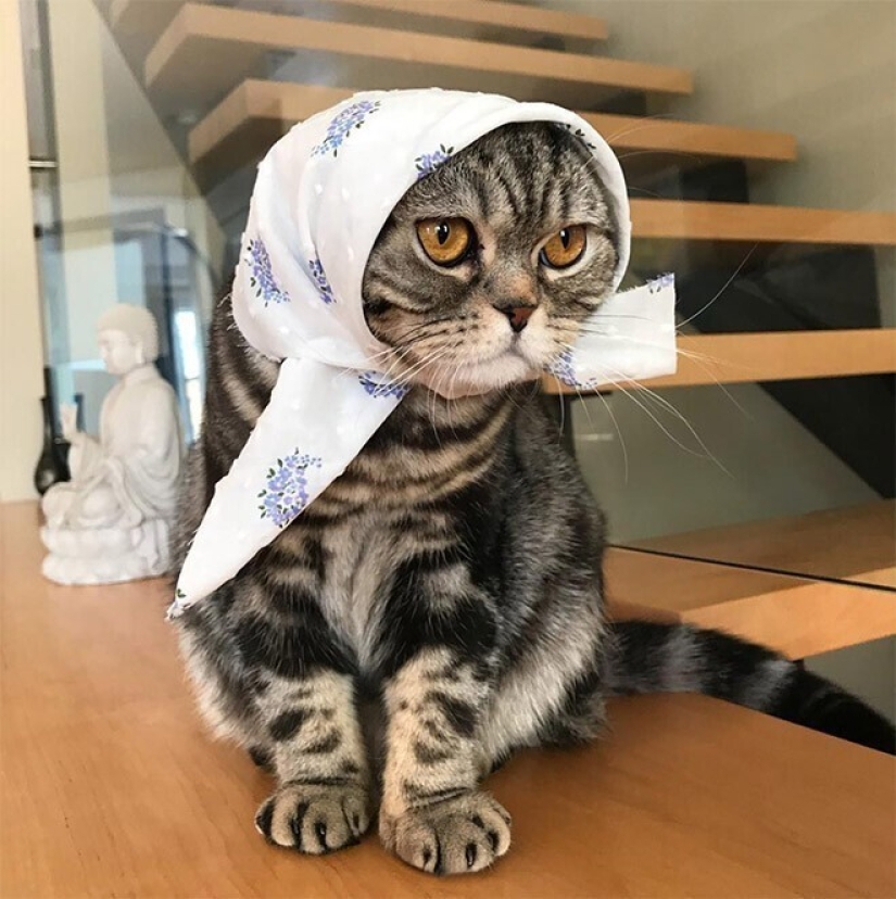 22 gatos lindos en pañuelos de cabeza