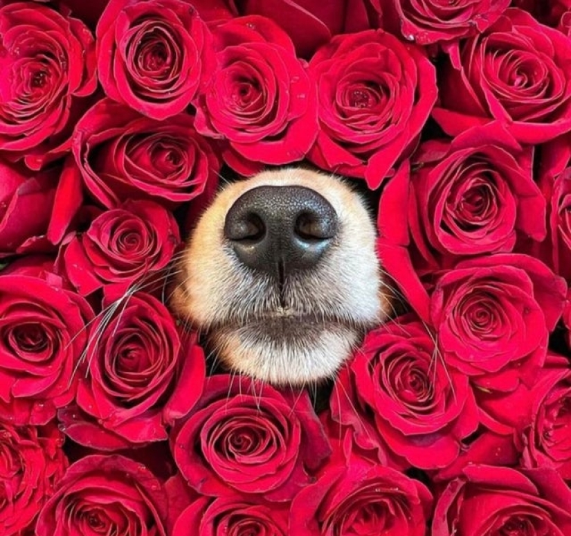 22 incredibly cute photos with animals that will brighten up even the darkest day