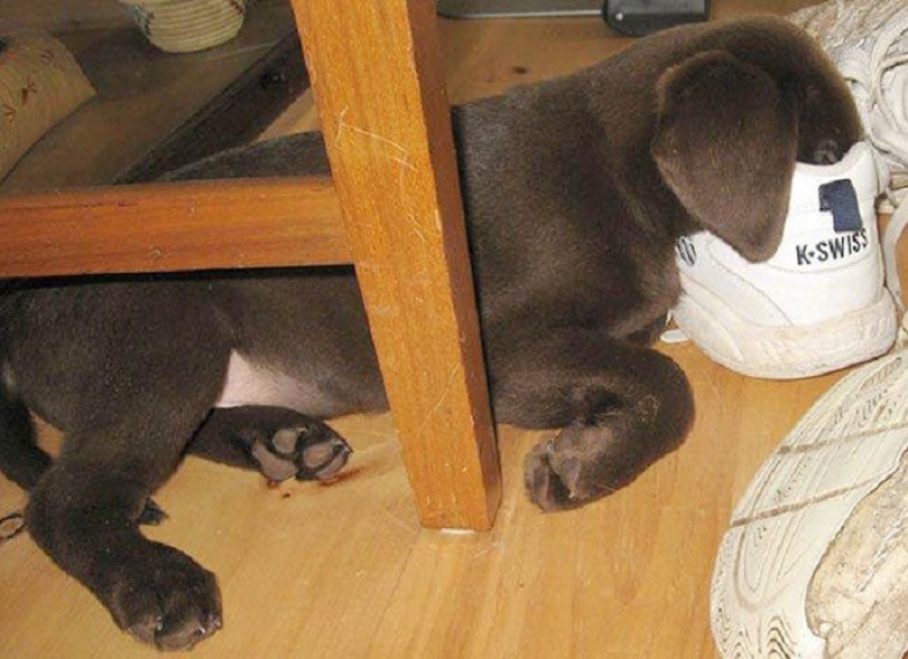 ¡22 perros que pueden dormir en cualquier lugar y en cualquier momento!