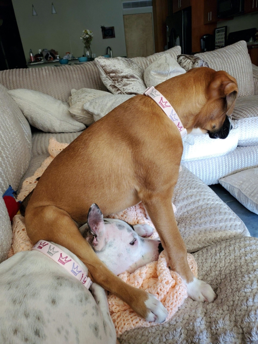 22 photos of animals who have not heard anything about "personal space"