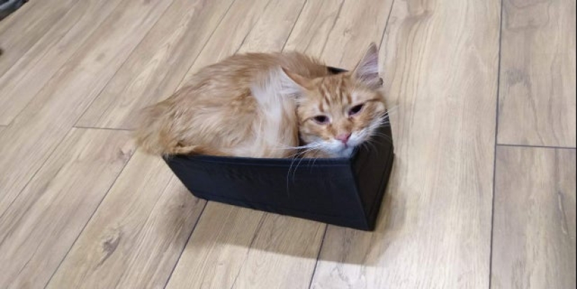 22 photos proving that cats can fit anywhere