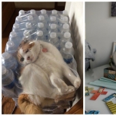 22 photos proving that cats can fit anywhere