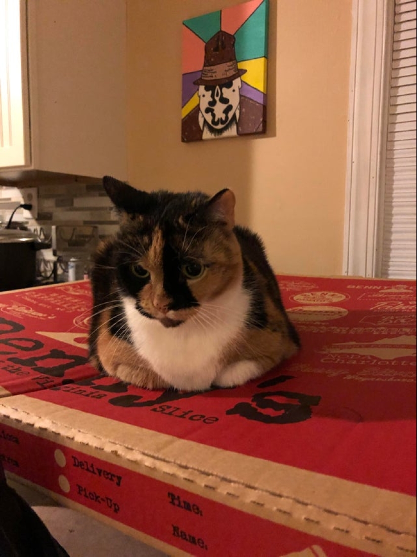 22 photos with cats and pizza. What could be more beautiful?