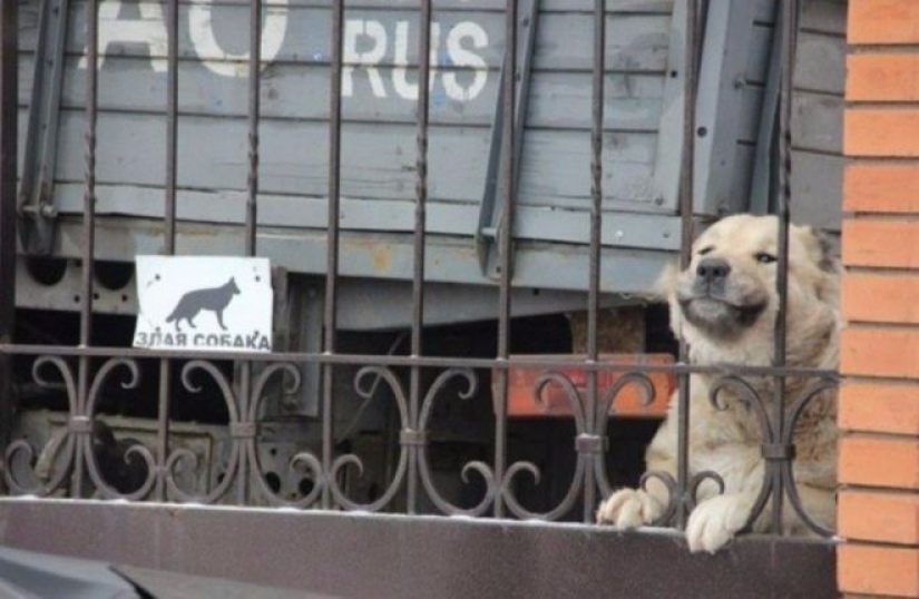 22 portions of kindness and sweetness that are hidden behind the "evil dog"signs