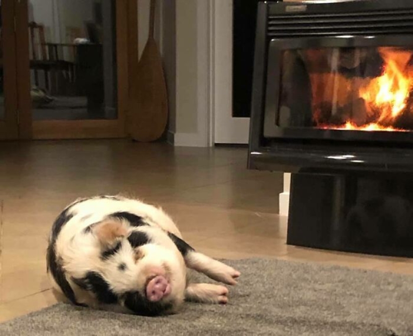 22 proofs that pigs can be incredibly cute too