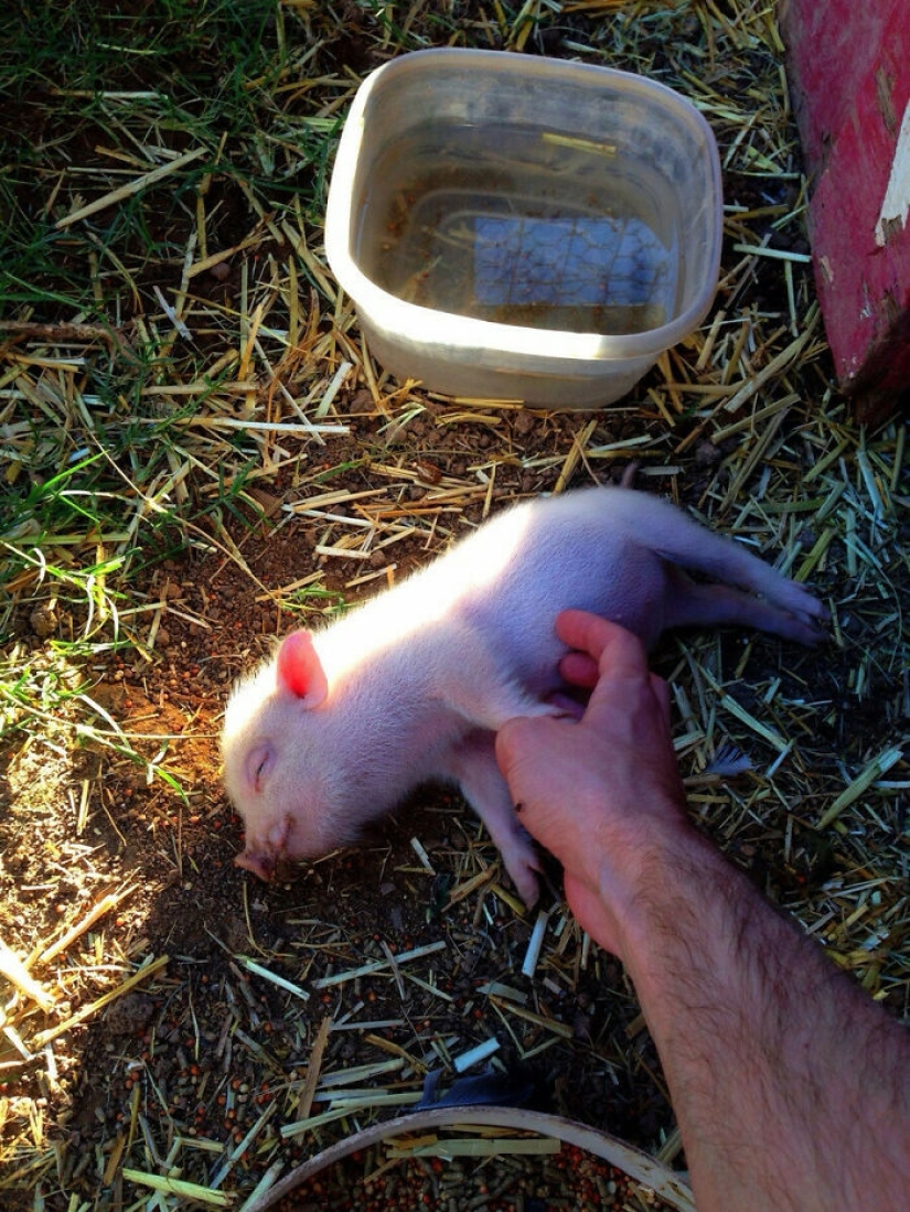 22 pruebas de que los cerdos también pueden ser increíblemente lindos
