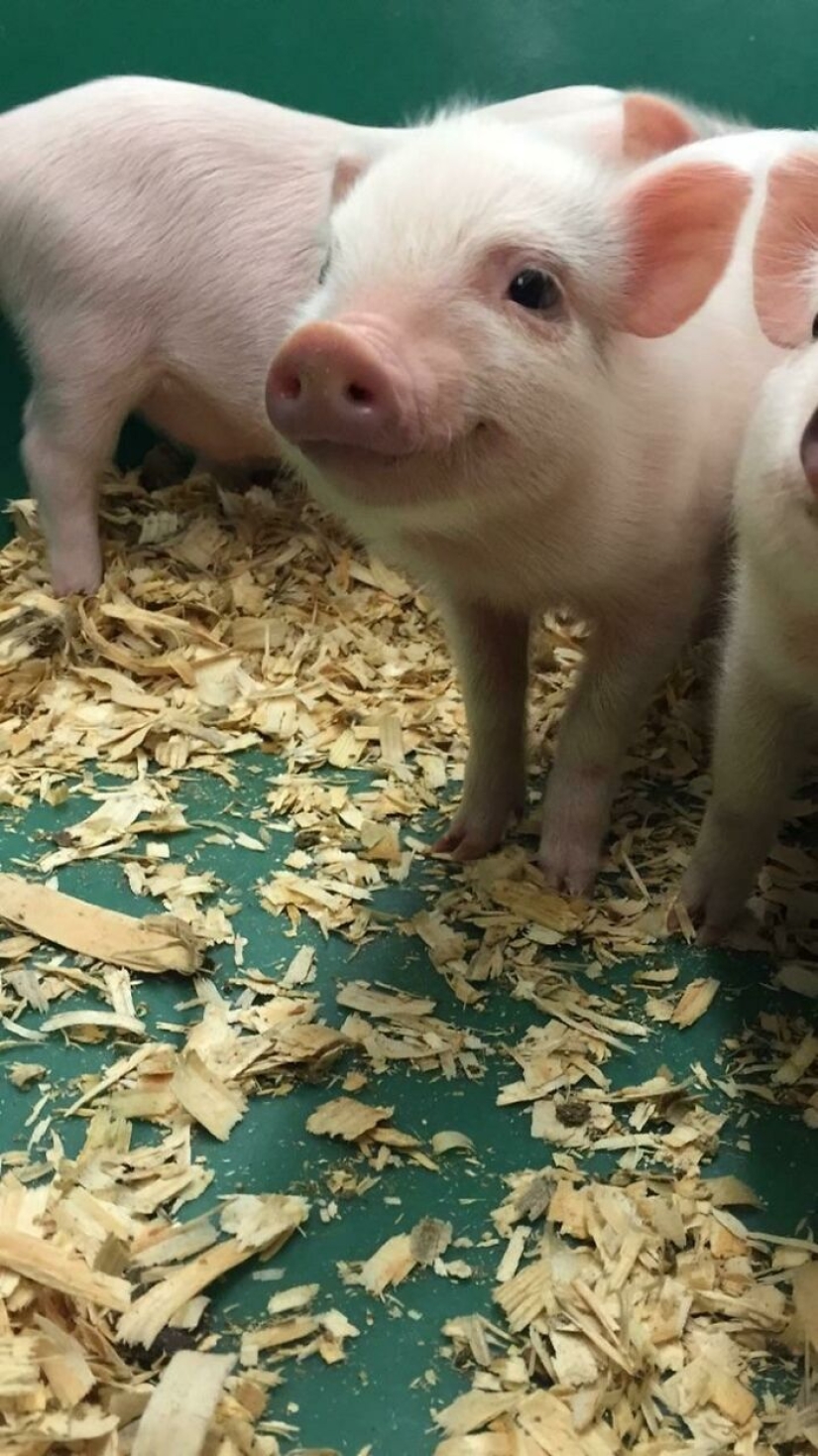 22 pruebas de que los cerdos también pueden ser increíblemente lindos