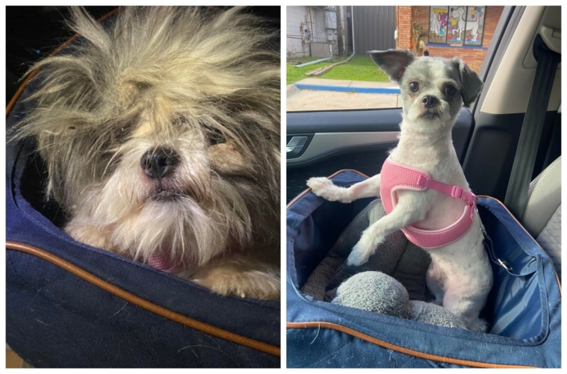 22 soul-warming photos of animals before and after they found their home