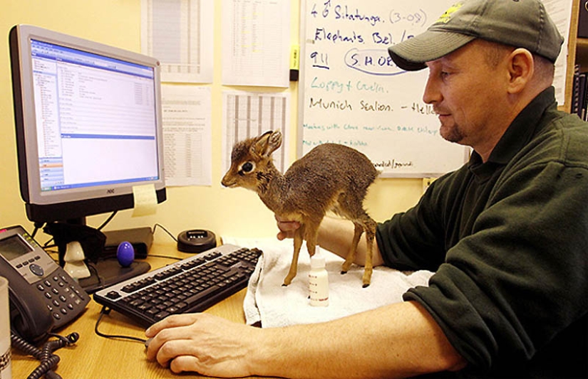 22 tipos de tocar animales exóticos para bebés