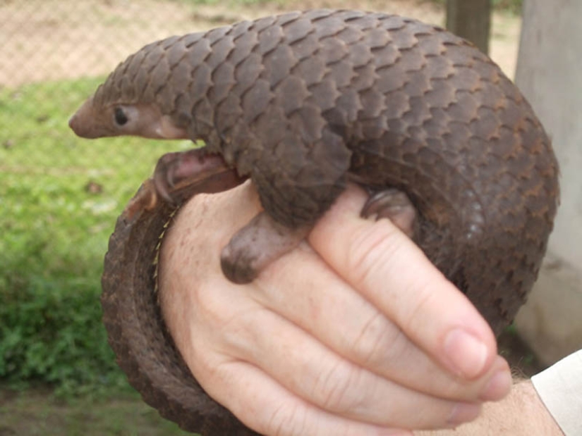 22 types of touching exotic baby animals
