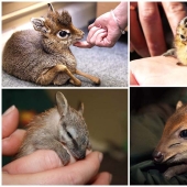 22 types of touching exotic baby animals