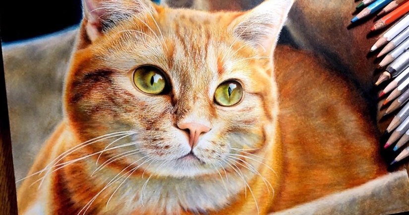 23 drawings of cats in the genre of hyperrealism - Pictolic