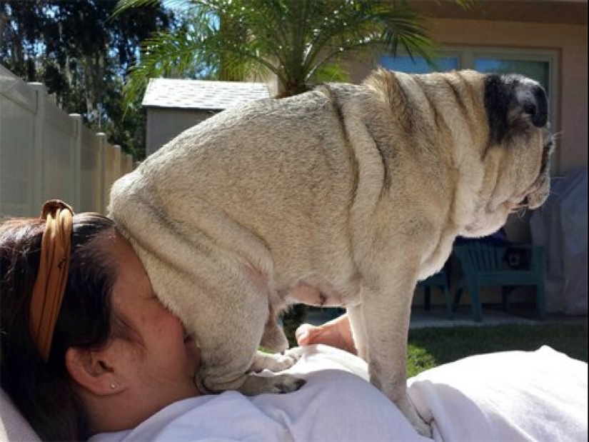 23 fotos de mascotas que literalmente se sentaron en la cabeza de los propietarios