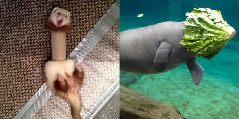 23 of the funniest blunder animals