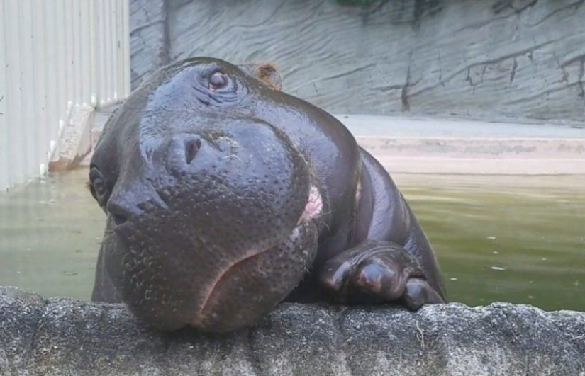 23 photos, after viewing which you will fall in love with hippos forever