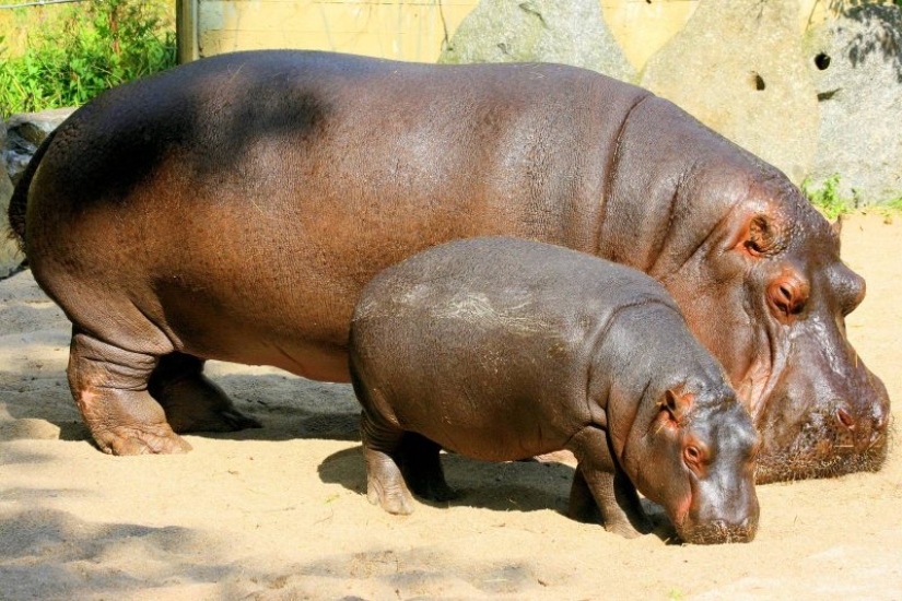 23 photos, after viewing which you will fall in love with hippos forever