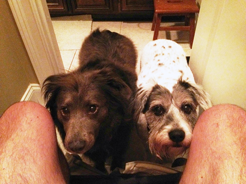 23 photos of pets that literally sat on the owners ' heads