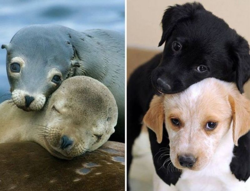 25 adorable photos that will convince you that dogs and seals — relatives