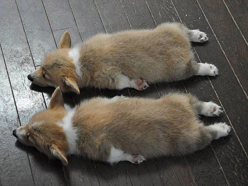 25 animal twins that will not leave you indifferent