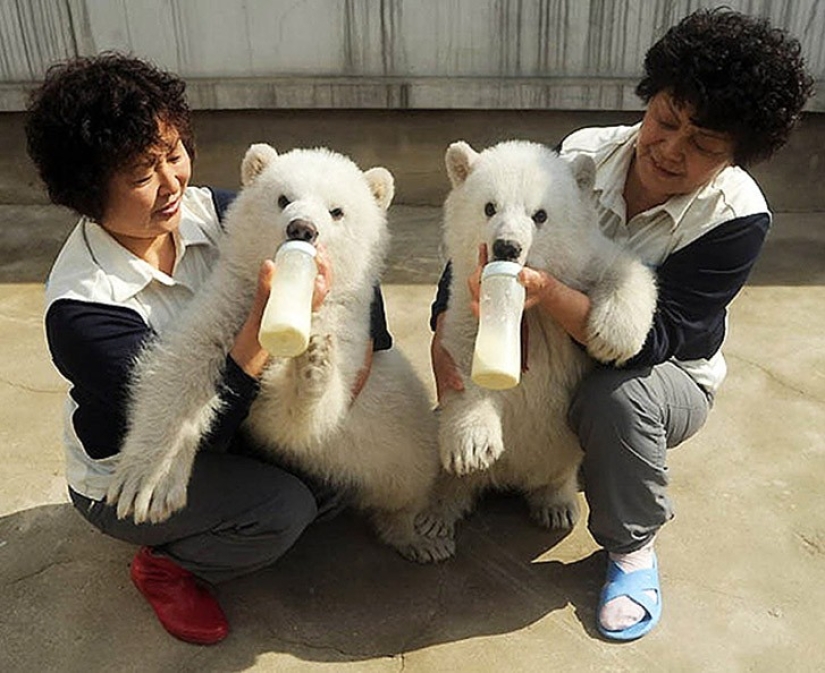 25 animal twins that will not leave you indifferent