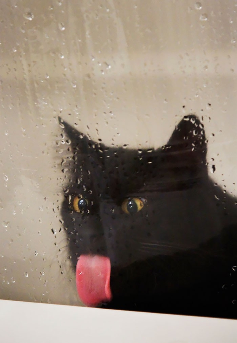 25 animals that lick windows - and steal our hearts!