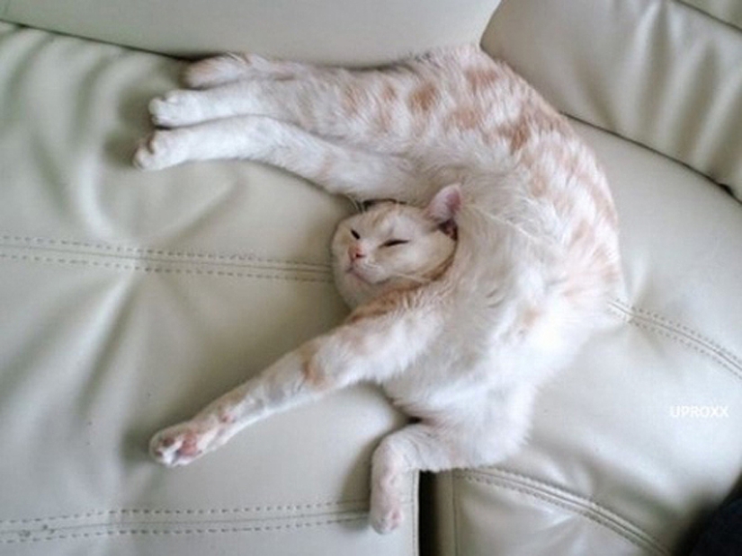 25 cat poses for sleeping