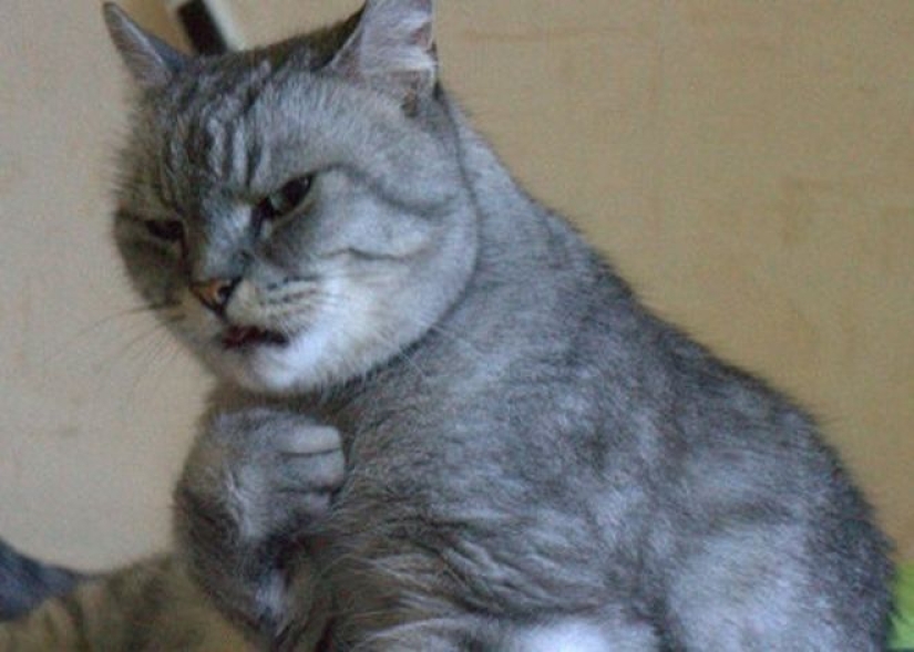 25 cats who got tired of being cute and went to the dark side