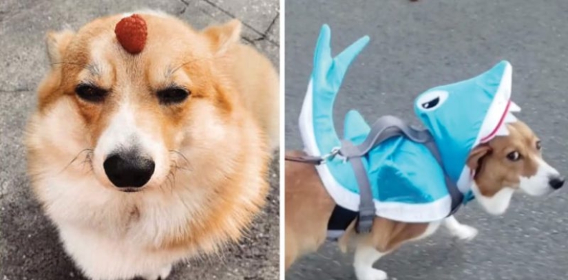 25 Corgi who is very dissatisfied with the behavior of their hosts