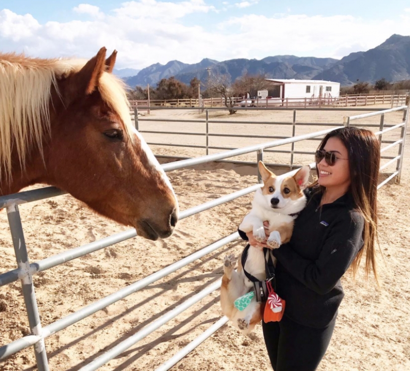 25 Corgi who is very dissatisfied with the behavior of their hosts