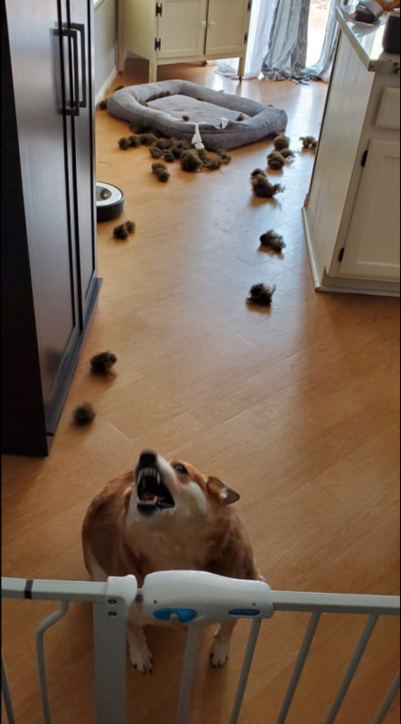 25 Corgi who is very dissatisfied with the behavior of their hosts