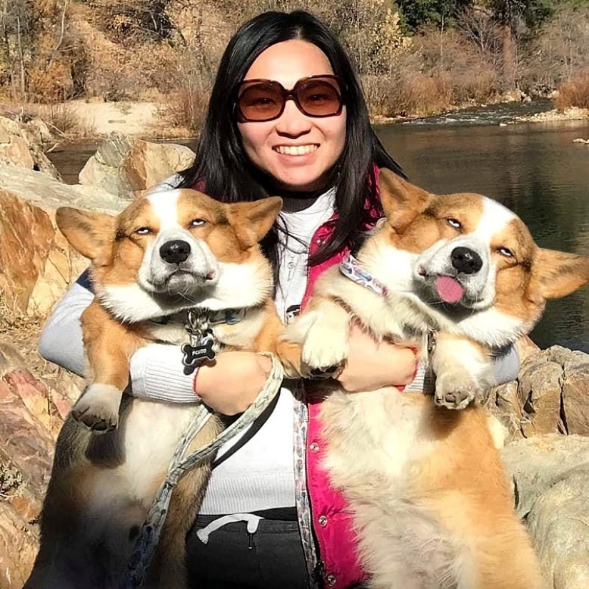 25 Corgi who is very dissatisfied with the behavior of their hosts