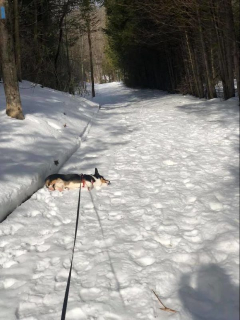 25 Corgi who is very dissatisfied with the behavior of their hosts