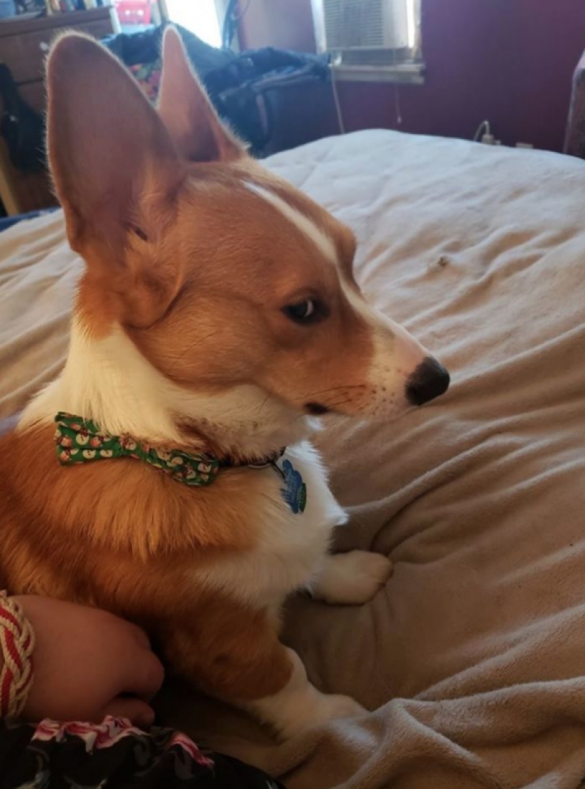 25 Corgi who is very dissatisfied with the behavior of their hosts