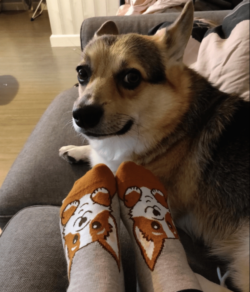 25 Corgi who is very dissatisfied with the behavior of their hosts