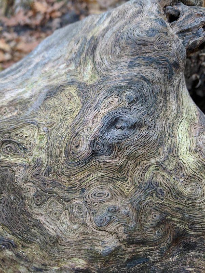 25 examples when nature has created beautiful works of art
