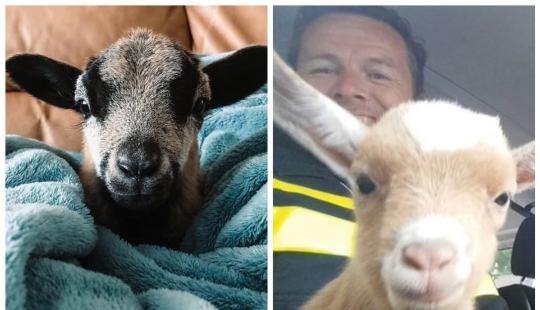 25 fluffy and cute proofs that baby goats can outshine kittens and puppies with their sweetness