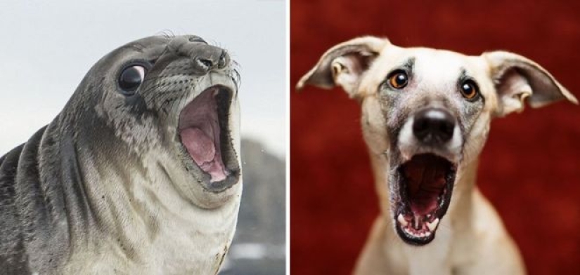 25 fotos adorables que te convenza de que los perros y los sellos de los familiares