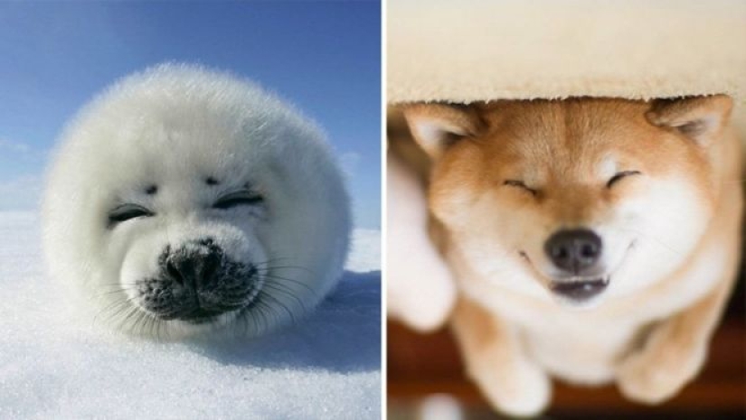 25 fotos adorables que te convenza de que los perros y los sellos de los familiares