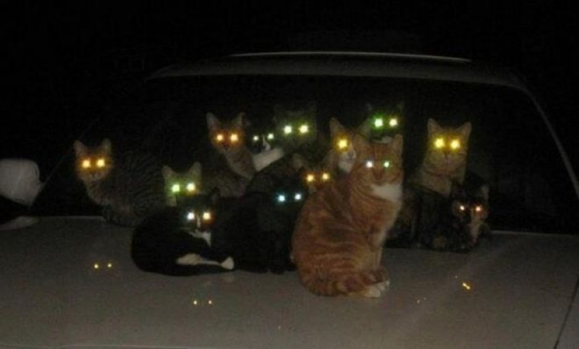 25 gatos que se cansaron de ser lindos y se fueron al lado oscuro