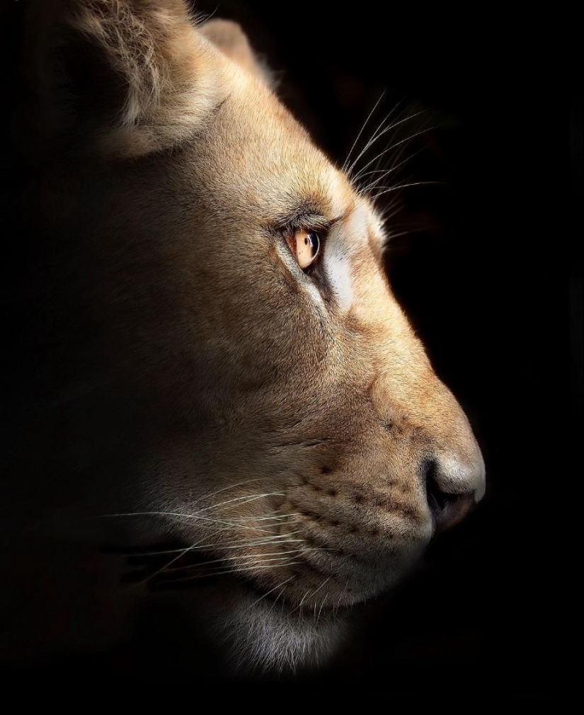 25 grandes fotos de leones del famoso fotógrafo de depredadores Simon Needham